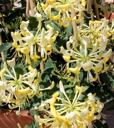 Honeysuckle Scentsation